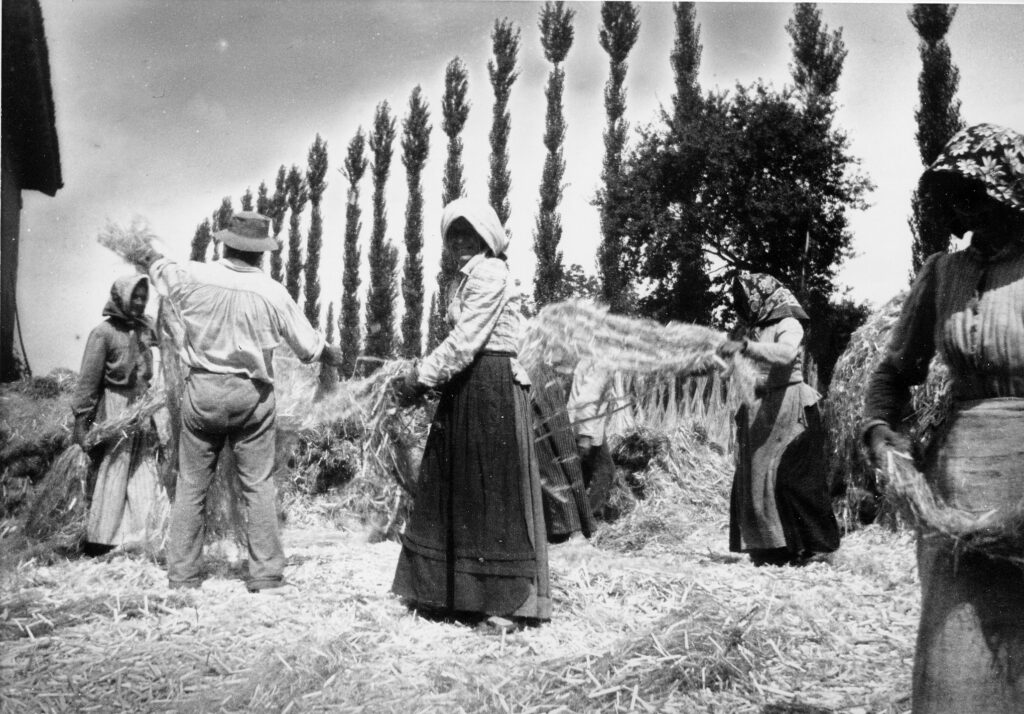 coltivazione canapa in italia anni 50