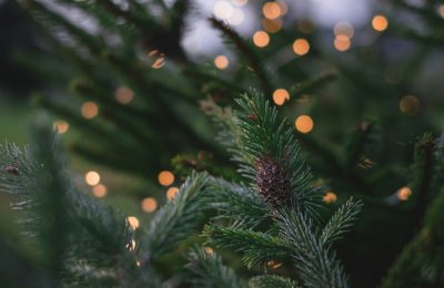 Guida ad un Natale sostenibile: idee regalo, decorazioni, incarti e albero