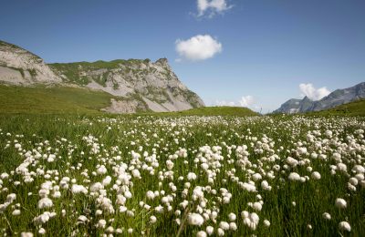 Cotone biologico: cosa dice davvero quell
